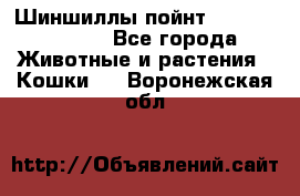 Шиншиллы пойнт ns1133,ny1133. - Все города Животные и растения » Кошки   . Воронежская обл.